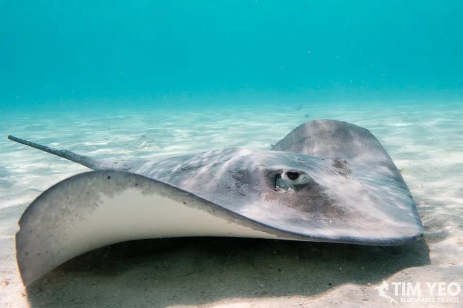 scuba diving in rangiroa