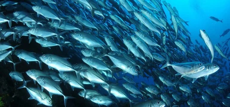 malaysia scuba diving