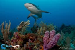 Roatan, Utila & Guanaja Roatan, Utila & Guanaja