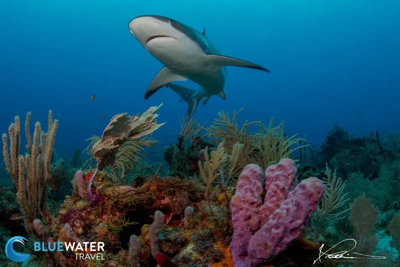 Roatan; Utila & Guanaja - image Roatan; Utila & Guanaja - image