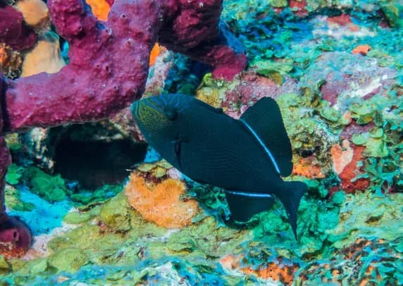 6. Saba; St Kitts & St Eustatius 6. Saba; St Kitts & St Eustatius