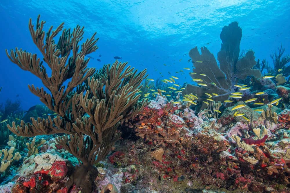 6. Saba, St Kitts & St Eustatius 6. Saba, St Kitts & St Eustatius