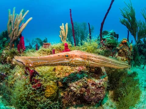 Best Scuba Diving in St. Lucia - image Best Scuba Diving in St. Lucia - image