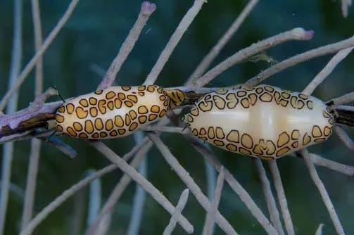 scuba diving in saint vincent