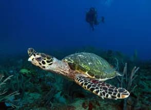 A turtle seen diving Grenada
