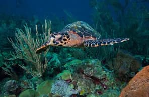 st. vincent and grenadines diving