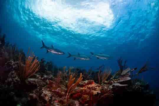 Thumbnail 1 Thumbnail 1