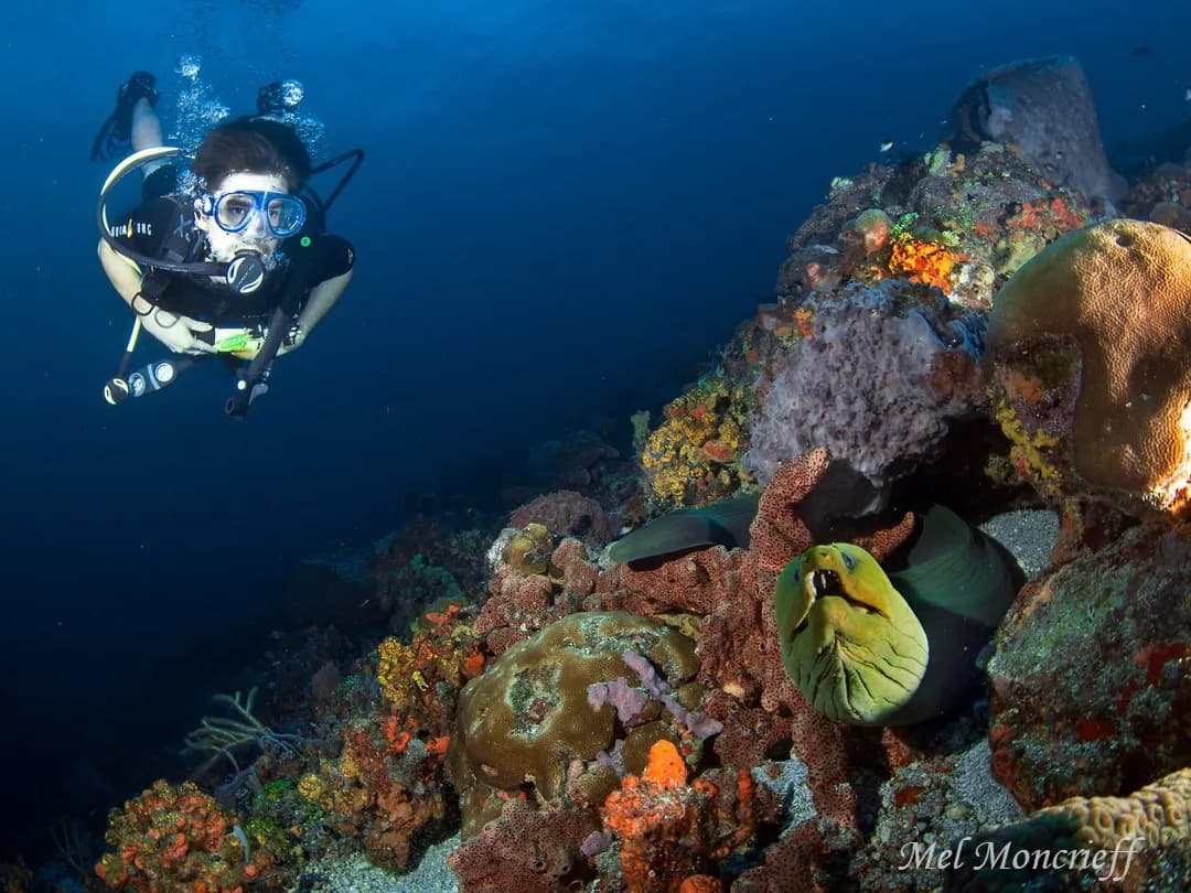 Best Scuba Diving in Trinidad & Tobago - image Best Scuba Diving in Trinidad & Tobago - image