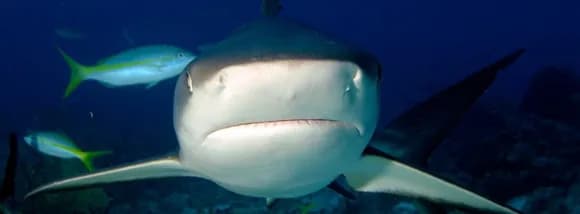 Scuba diving Turks and Caicos