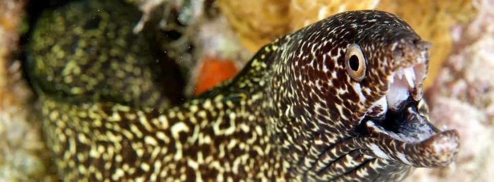 Diving Turks and Caicos