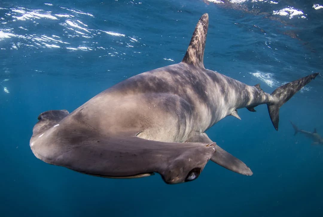 Shark diving in Cabo San Lucas.