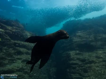 A sealion is seen while scuba diving in Cabo San Lucas.