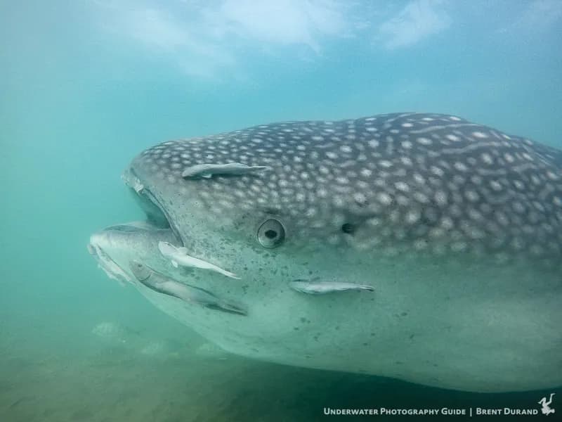 Best Scuba Diving in La Paz - image Best Scuba Diving in La Paz - image