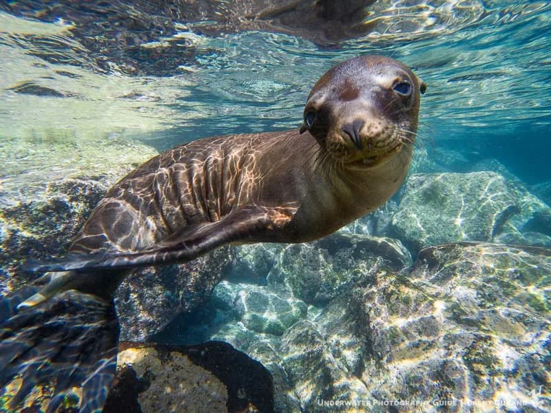 A sea lion in La Paz