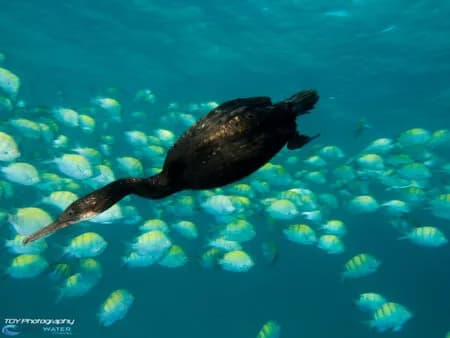 A cormorant in the water in La Paz