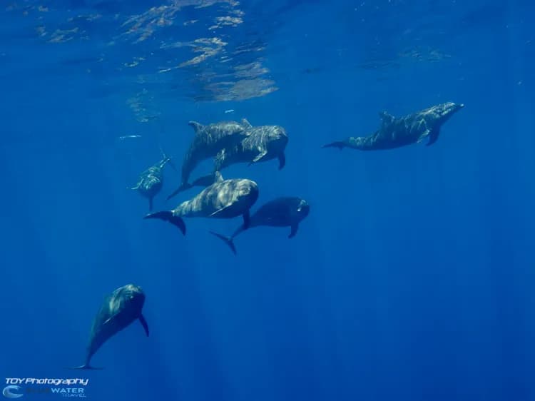 Dolphins swim at a dive site in La Paz