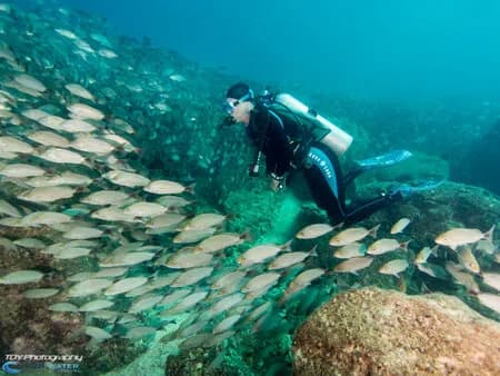 A scuba diver explores a reef in La Paz
