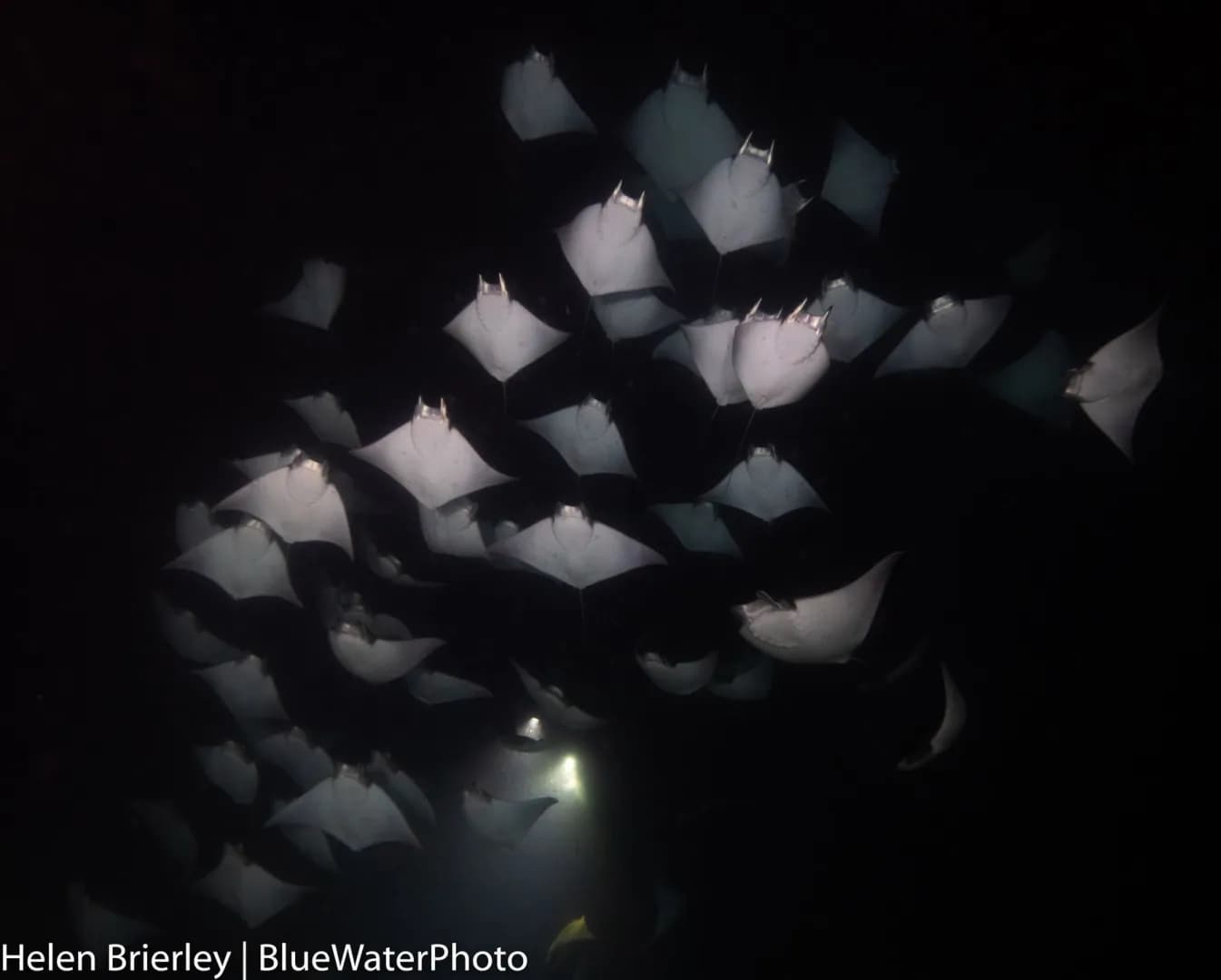 Mobula rays seen during a night dive in La Paz