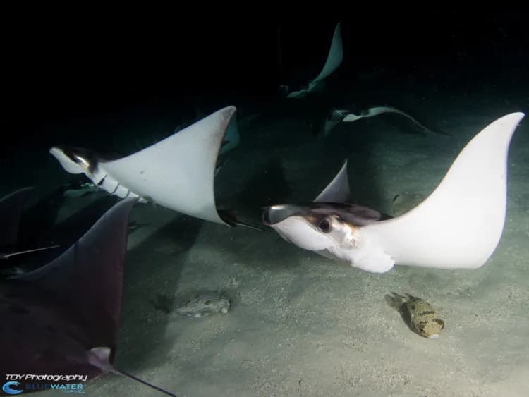Mobula rays in La Paz