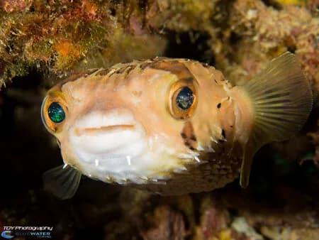 A cute porcupine fish in La Paz.