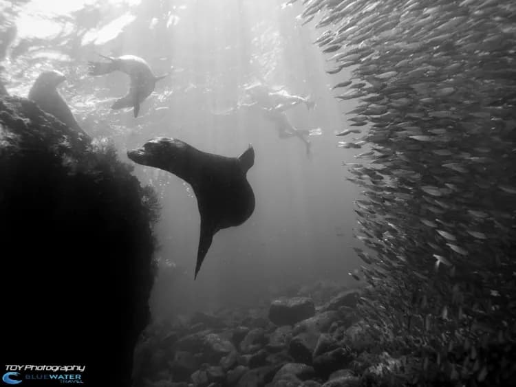 A sea lion swims through a school of sardines in La Paz