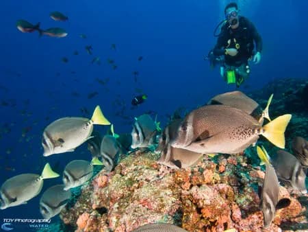 Surgeonfish swim along a reef in La Paz.