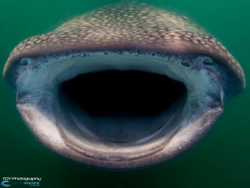 A whale shark with its mouth wide open toward the camera in La Paz