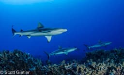 French Polynesia French Polynesia