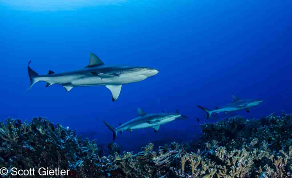 Thumbnail 1 Thumbnail 1