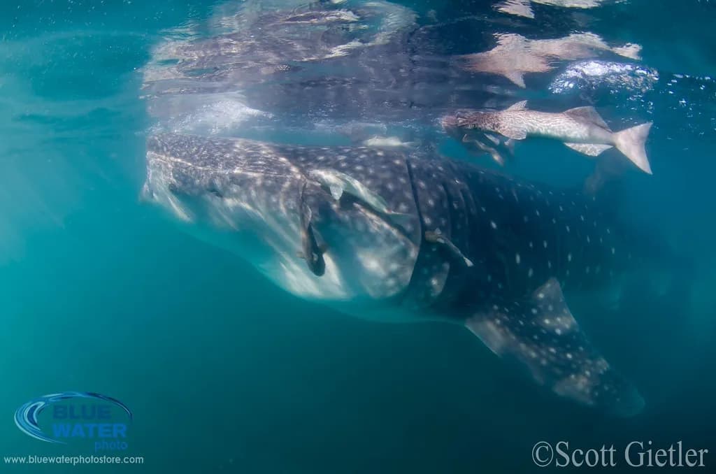 sea of cortez whale shark