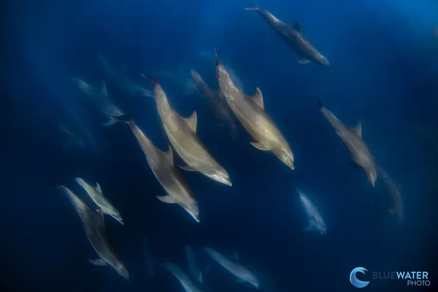 sea of cortez diving