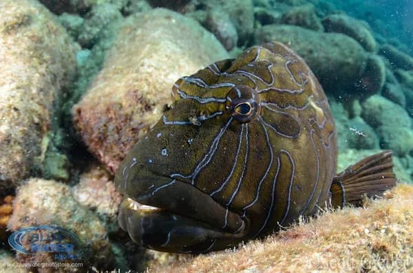 diving sea of cortez