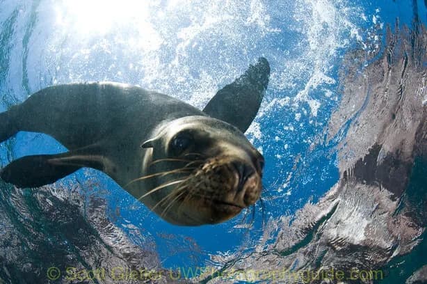 sea of cortez diving