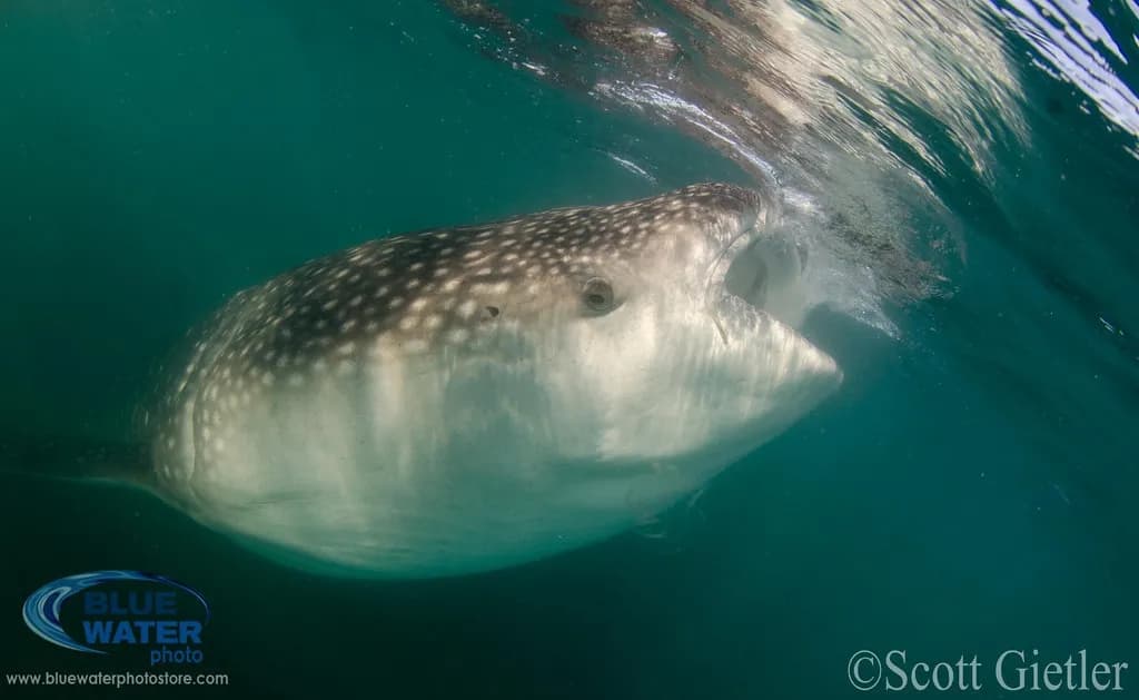 diving sea of cortez