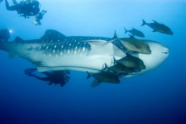 Scuba Diving Cocos Island