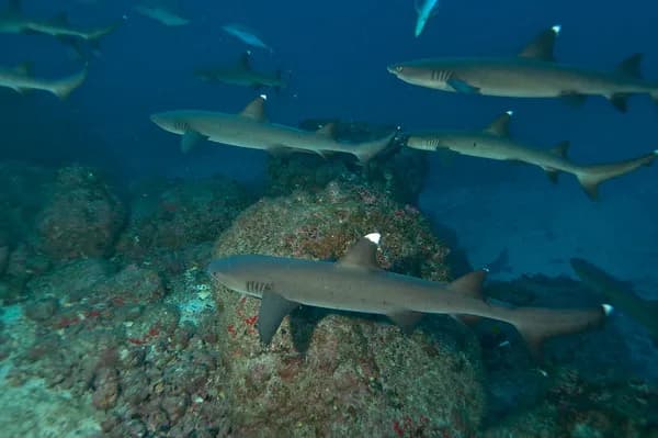 cocos island scuba diving