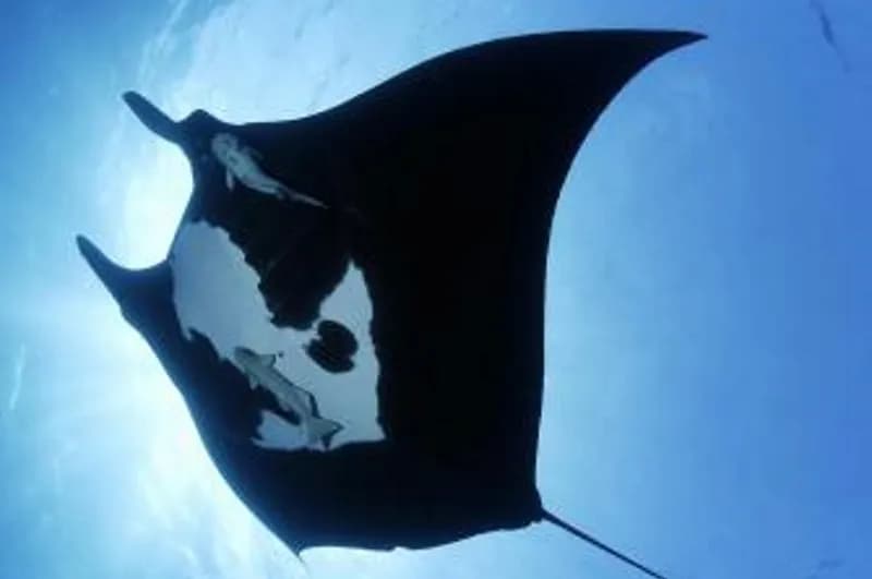 Scuba Nosy Be - image Scuba Nosy Be - image