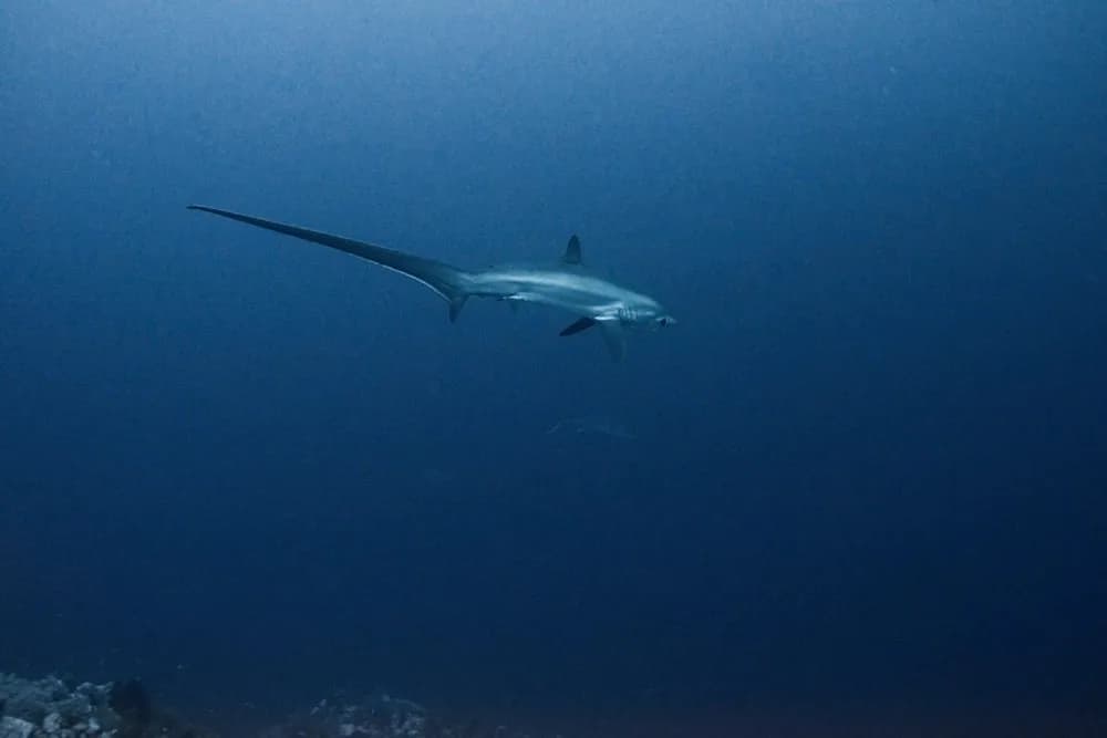 Thresher Shark Divers Malapascua - image Thresher Shark Divers Malapascua - image
