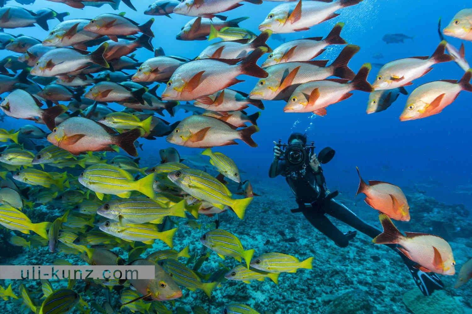 Topdive French Polynesia - image Topdive French Polynesia - image
