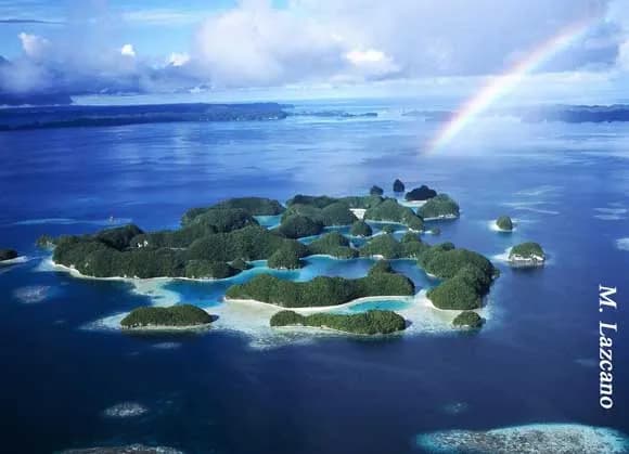 Fish 'n Fins Palau - image Fish 'n Fins Palau - image