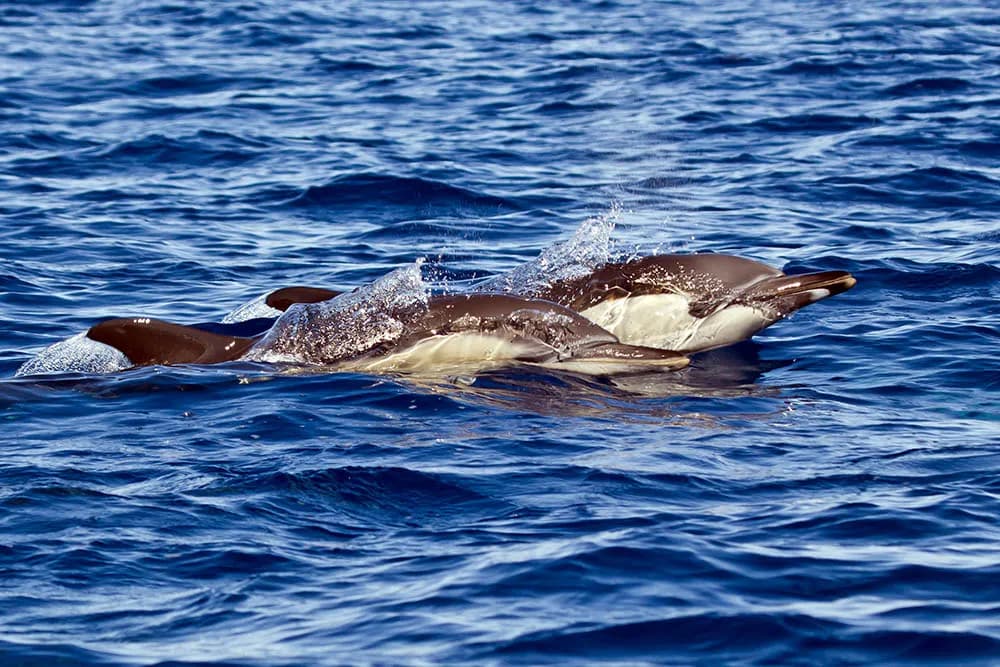 Cabo Shark Dive - image Cabo Shark Dive - image