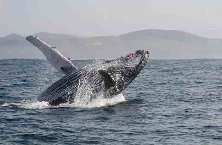 Thumbnail 9 Thumbnail 9