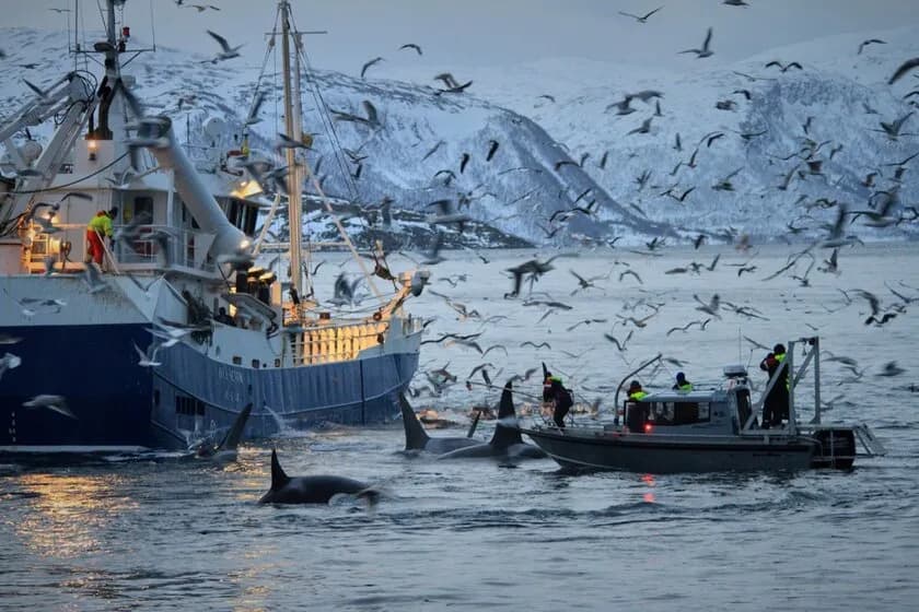 Orca Norway - image Orca Norway - image