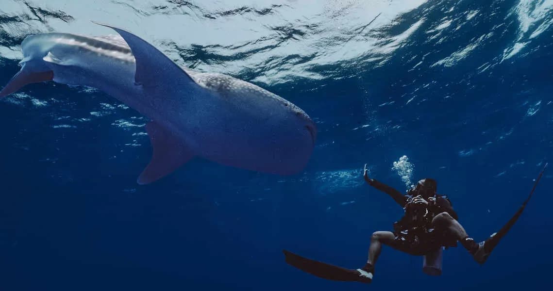 Pelagic Divers Fuvahmulah - image Pelagic Divers Fuvahmulah - image