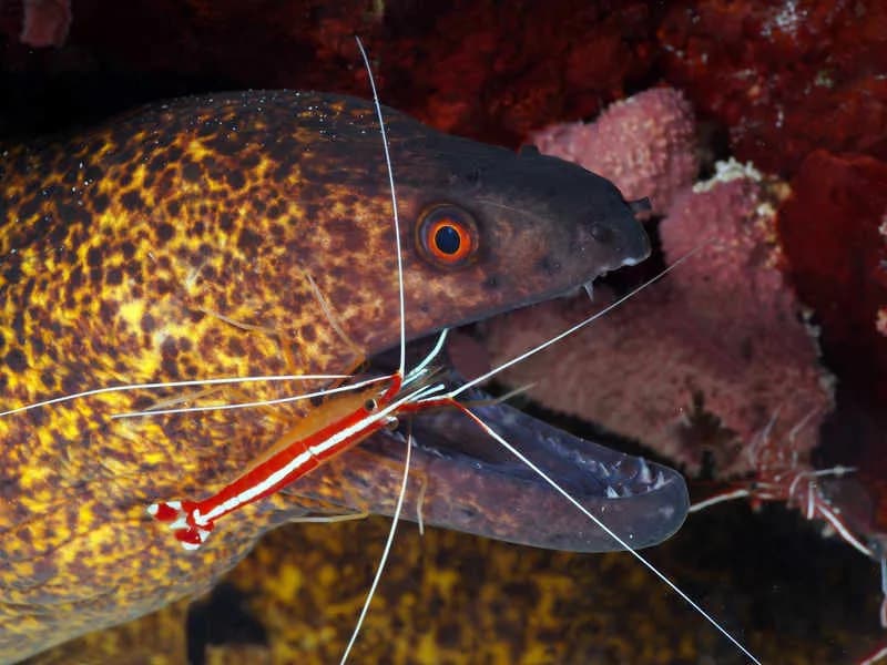 Dive Point Zanzibar - image Dive Point Zanzibar - image