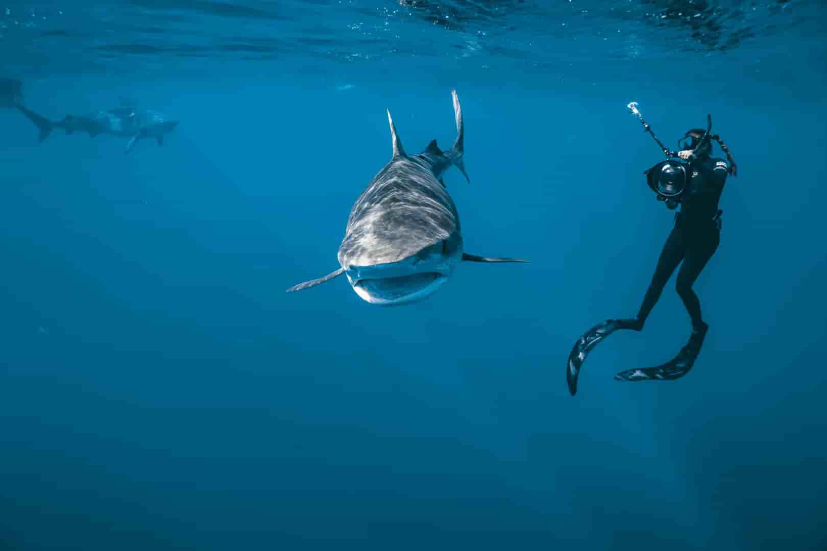 Thumbnail 1 Thumbnail 1