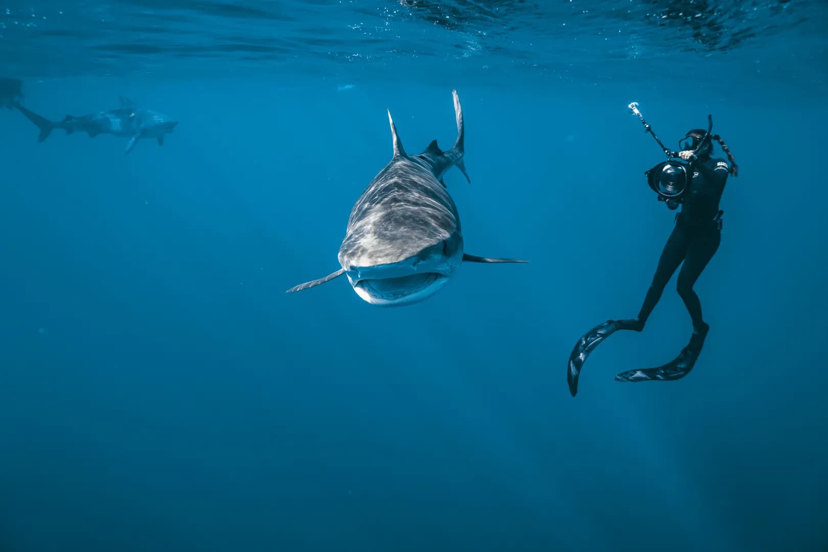 Shark Expedition Fuvahmulah - image Shark Expedition Fuvahmulah - image