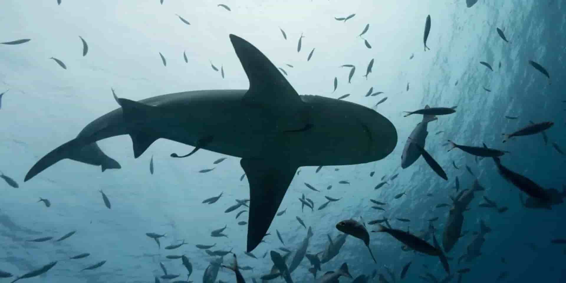 Thumbnail 9 Thumbnail 9