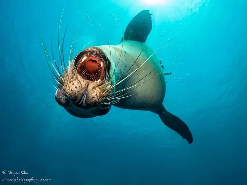 Sea Of Cortez Sea Of Cortez