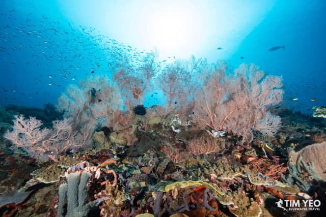 Halmahera Remote Indonesia Liveaboard Trip September 2027 Halmahera Remote Indonesia Liveaboard Trip September 2027